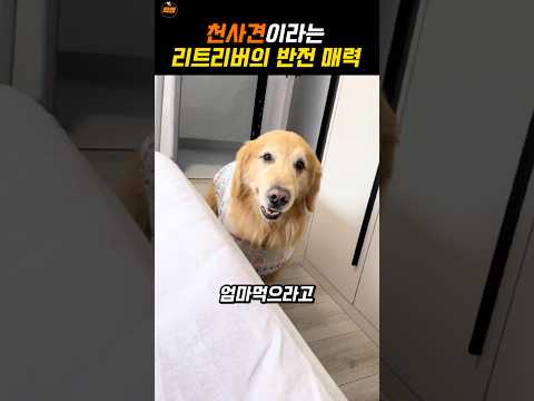 주인과 자고싶어서 이불가져온 댕댕이