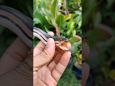 bikin patung ikan sederhana dari ikan channa toman yang mati part 1 #ikan #channa #toman