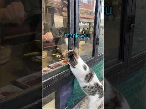 Street Cat wants Chicken Nuggies #shorts #cat #nuggets