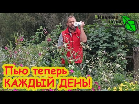 Выпиваю 50 грамм и просто летаю! Домашний напиток для восстановления сил и здоровья. Моя 20-дневка