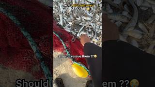 Sea Snake Rescue From A Fishing Net 🥺