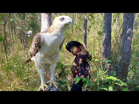 A Young Man Journey In The Woods To Find Eagle. #birds #wildlife #wedgetailedeagle #nature #tree