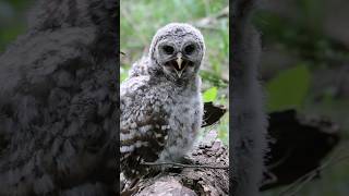 Owl Opens Mouth... Then THIS Happens!? #shorts #owl #birds