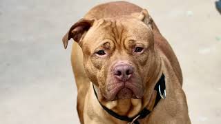 SMOKEY 253741/LOVES TOYS/ADOPTABLE DOG/NYCACC/SIACC