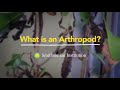 Arthropods and Their Characteristics