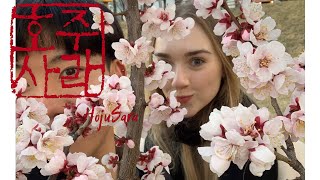 서울 벚꽃 Cherry blossoms in Seoul