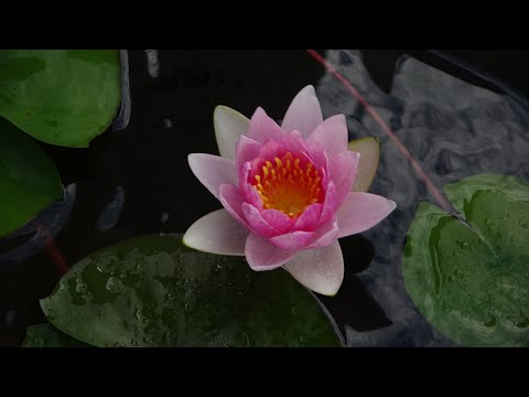 暑中見舞い申し上げます