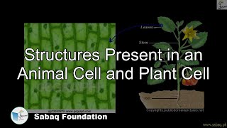 Structures Present in an Animal Cell and Plant Cell