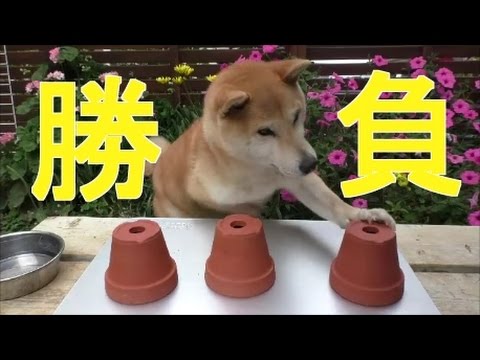 柴犬小春　シャッフル10本勝負！