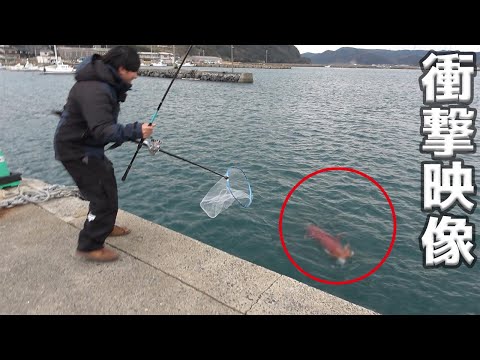 【衝撃】離島の定期船乗り場の横に巨大生物があらわれて…