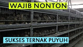 Cara Beternak Burung Puyuh Petelur Untuk Pemula Videos Kansas