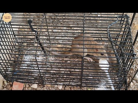 تخلص من الفئران بالطحين How to kill rats with flour 如何用面粉杀死老鼠