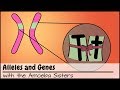 Exploring Genes and Alleles in PTC Taste Sensitivity