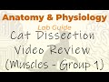 Muscle Identification and Functions