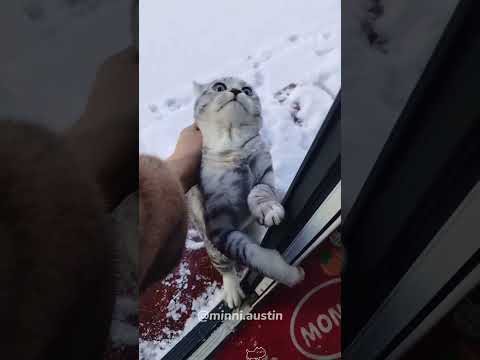 Cats can get a bit confused by snow.#cat #snow