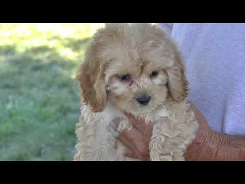 Cockapoo Puppies For Sale Nc 07 2021