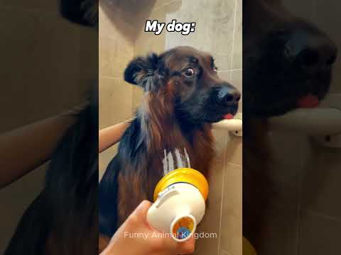 How my dog does it vs other dogs #shorts #dog #funny