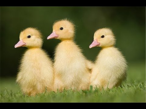 Collection of funny moments about Ducklings in the pool, baby ducks, pig, dog, kitten