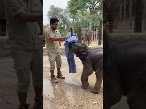 The Hilarious Dry-Off Protest