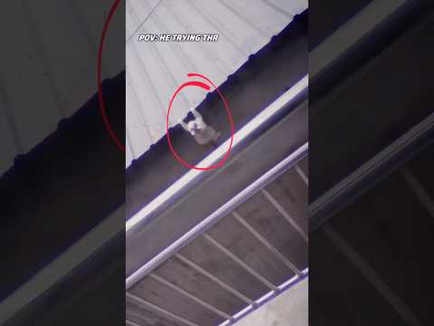 What happen to her..💔 Wait Untill Miracle..#trend #animalrescue #cat