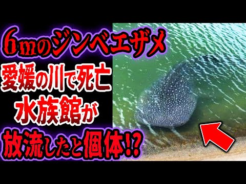 愛媛県の川に謎のジンベエザメ…専門家が調査でヤバい正体が判明…その結末に涙が止まらない【ゆっくり解説】