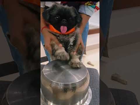 Puppy Drum ? Comments  | #shorts #viral #trending #simbastation #drums #puppy #ytshorts