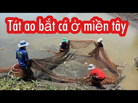 Tát Ao Bắt Cá Mùa Khô Cá Nhiều Khủng Hoảng | Bông Lúa Đồng Tháp