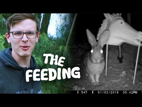 Feeding CREEPY Rabbits - Save the Squirrels Initiative