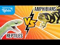 Reptiles and Amphibians Characteristics