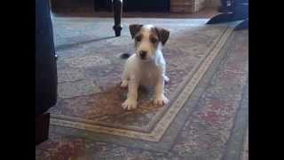 Jack Russell Terrier puppy "Cooper" looking for toys