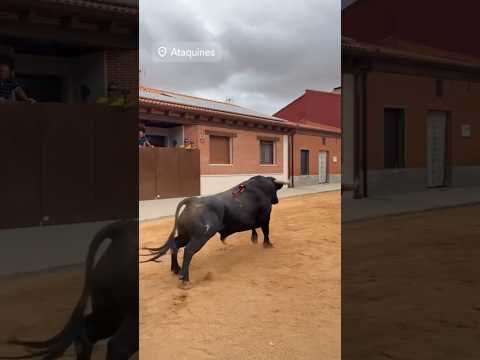 salida toro bravo ataquines #shorts