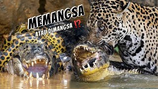 Jaguar, Kucing Besar yang Menakutkan: Arena Pertarungan dengan Predator