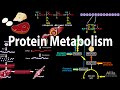 Understanding Proteins