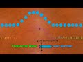 Exploring the Basics of Waves