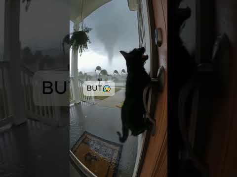 Florida Cat's Terrifying Scream as Tornado Rips it From Door! 😱🌪️