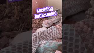 I caught my rattlesnake shedding and even got to see him shed his rattle!! #herpetology #snakes