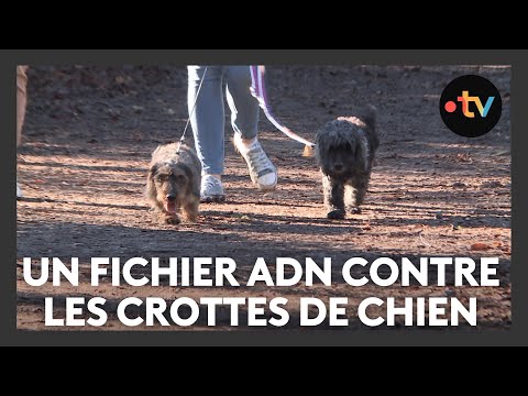 Un fichier ADN pour faire la chasse aux crottes de chien à Reims