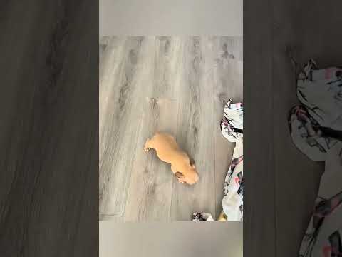 surpise_gift_🎁🥰__#pet_#cat_#dog_#cute_#animals_#foryou_#typ