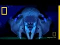 Marsupial Lion Bite Force Analysis