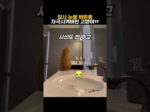 집사 눈물 버튼을 자극시켜버린 고양이 #동물 #고양이 #감동