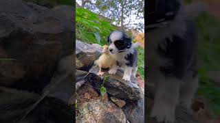 Best Funny Animal Videos 2023 - Funniest Dogs And Cats Videos 😅 😇 Cute Animal video😍 Cute Animals
