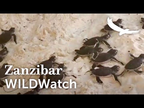 Turtle hatchlings racing to the Indian Ocean | Mnemba Island | WILDwatch