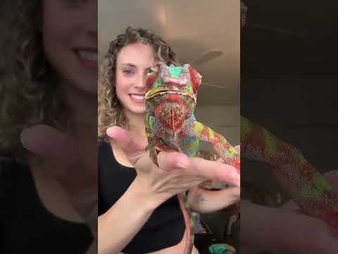 Lunch time featuring my personal chef 👩🏼 🍳🛎️🐛•••••••••#pantherchameleon #chameleon #reptile