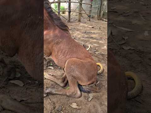 अचानक घोड़े के पास से निकला लांबा धामन सांप 😱🐍Snake Vs Horse #snake #shorts #horseriding