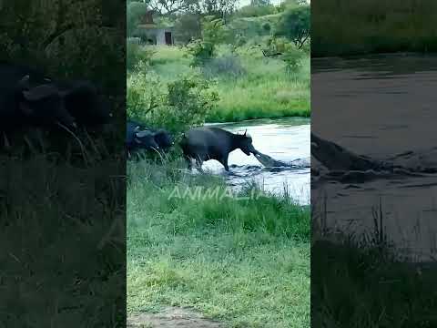 تمساح ضخم يخدع الجاموس ببراعة 🐃 #صراع #الحيوانات #shorts