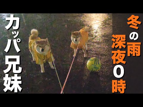 寒くてベランダで震えていた柴犬兄妹、深夜の雨降りでは遊ぼうとする