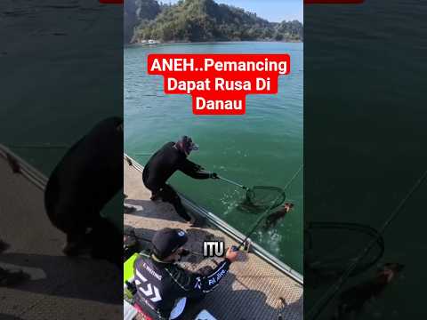 Di Kira Ikan Ternyata Rusa #reaction #danau #fishing #animals #education #deer #lake