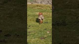 A very old video of Paige ❤️ #ferreting #vizsla