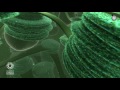 Deep Dive into a Redwood Leaf