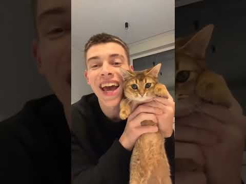 funny video with a cat